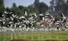 Jammu: Migratory birds throng Gharana wetland (File photo)