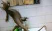 OMG! Mega lizard found inside girls’ hostel in Delhi