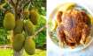 Indians replace chicken with 'kathal' as coronavirus fears spread