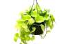 Vastu Tips: Know benefits of money plant