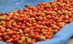 tomato, tomato price