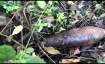 Indian Army, indian army destroys, unexploded mortar shell, mortar shell recovered, Jammu and kashmi