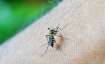 Dengue, chikungunya, malaria made notifiable diseases under