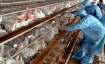 Japan avian flu