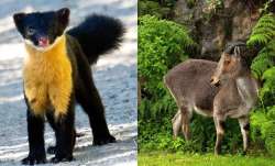 World Wildlife Day