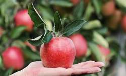 Man places online order for apples, finds iPhone inside