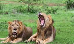 Lion, Etawah Safari Park, COVID test positive, coronavirus pandemic, covid updates, covid second wav