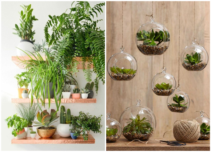 Decorate your home  with indoor plants  5 easy home  decor  